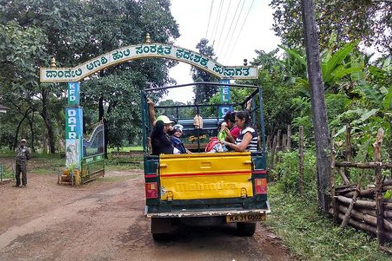 Jungle Safari