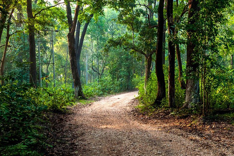 Nature Walk